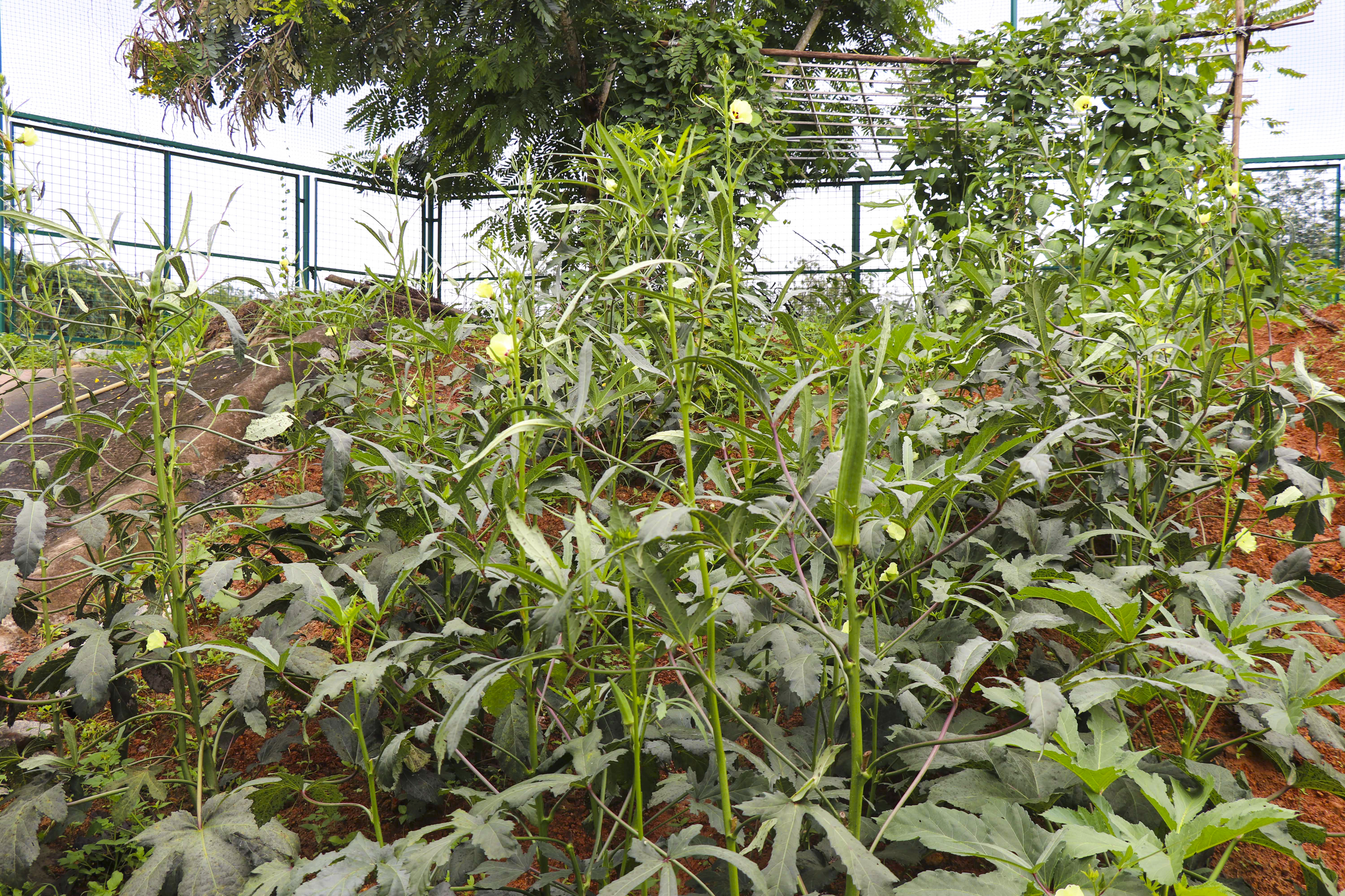 Vegetable Cultivation